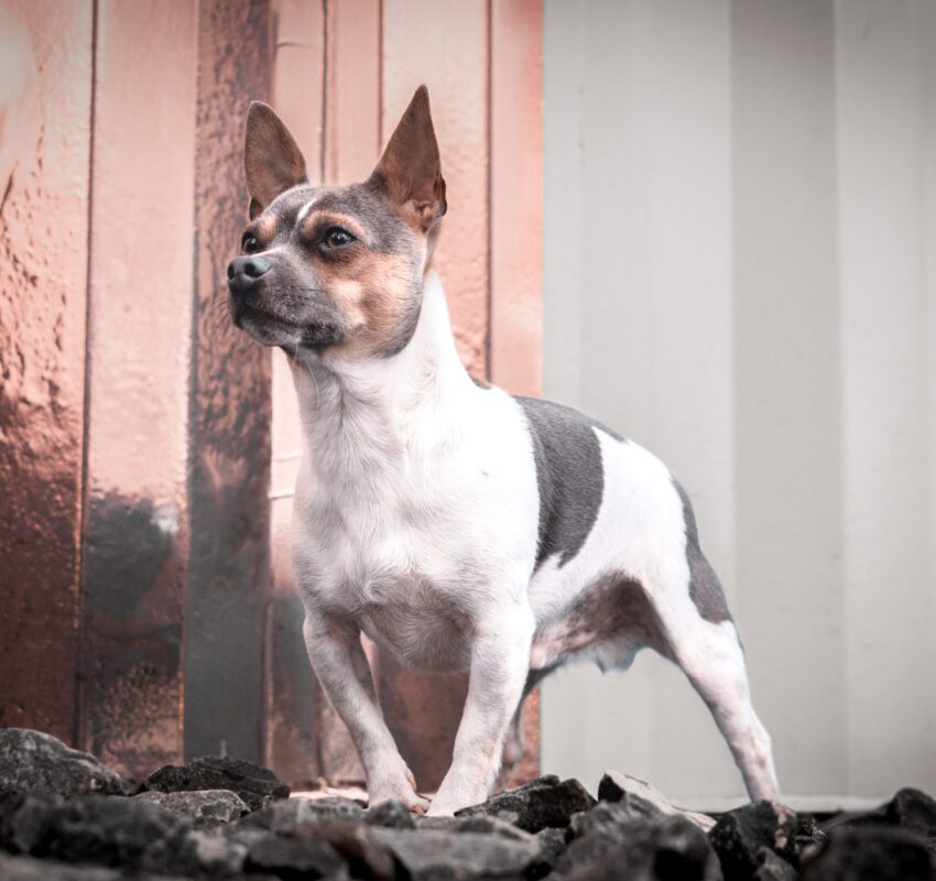 Hundefotografie